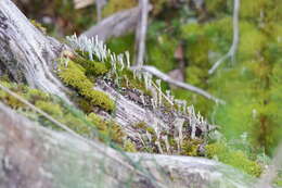 Image of Asahina's cup lichen