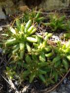 Image of Green-fruit Nipple Cactus