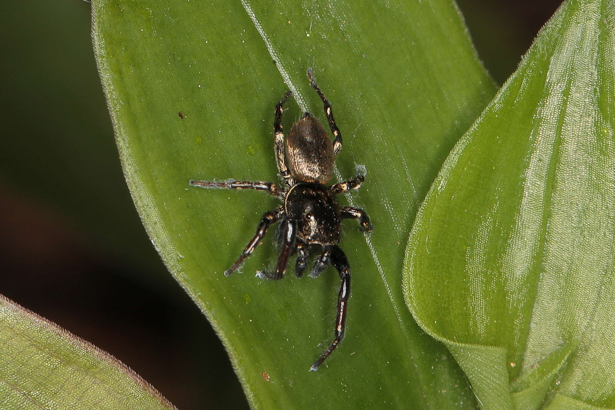 Image of Heliophanus transvaalicus Simon 1901