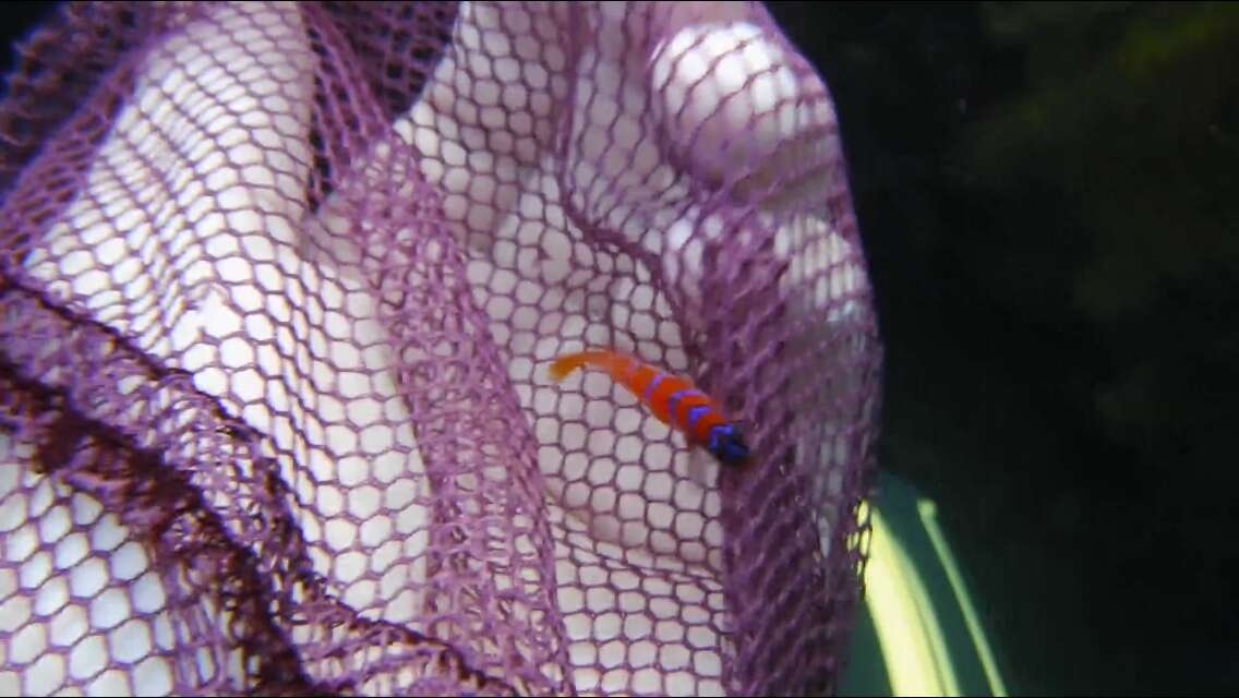 Image of Bluebanded goby