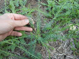 Image of meadow flax