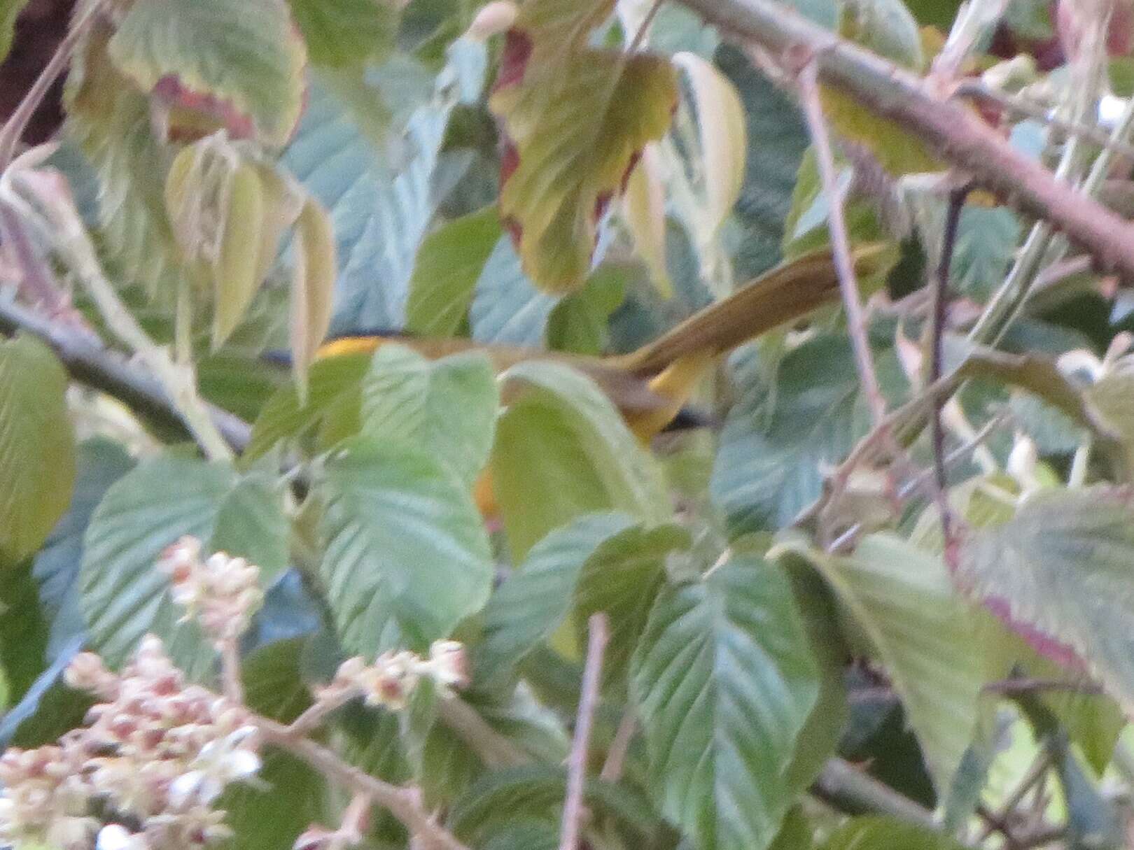 Image of Black-crested Warbler