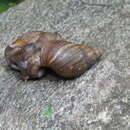 صورة <i>Archachatina degneri</i>