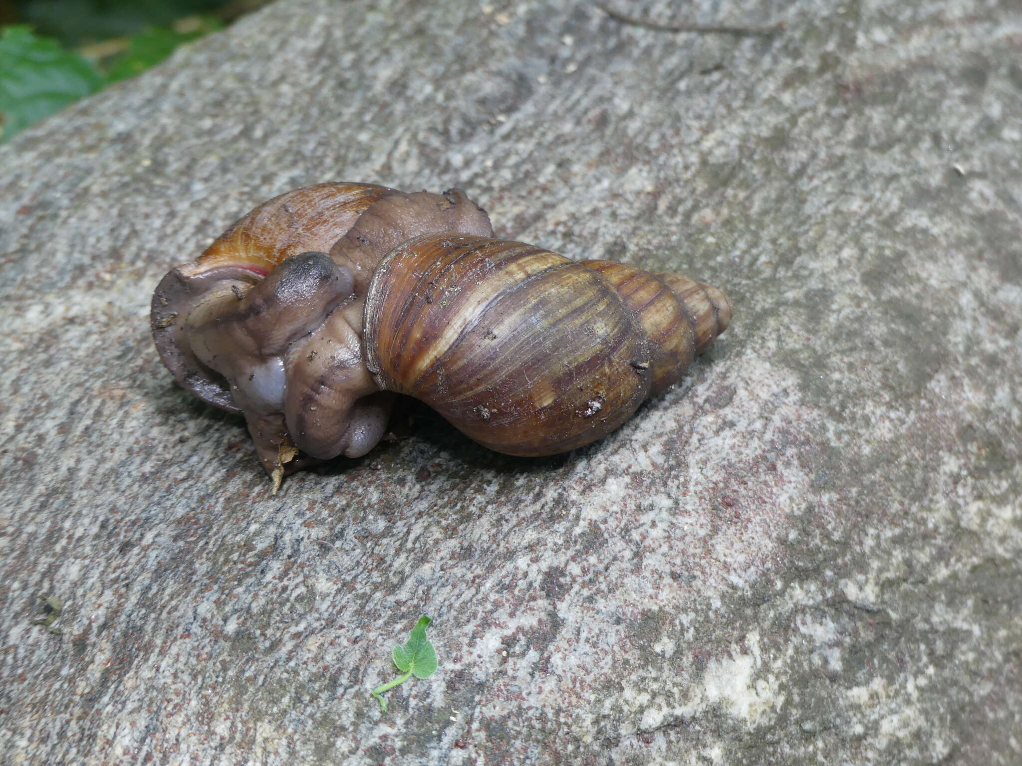 Image of <i>Archachatina degneri</i>