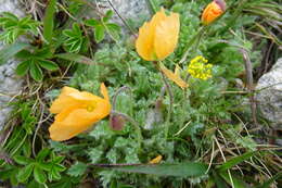 Image of Papaver lapeyrousianum Gutermann