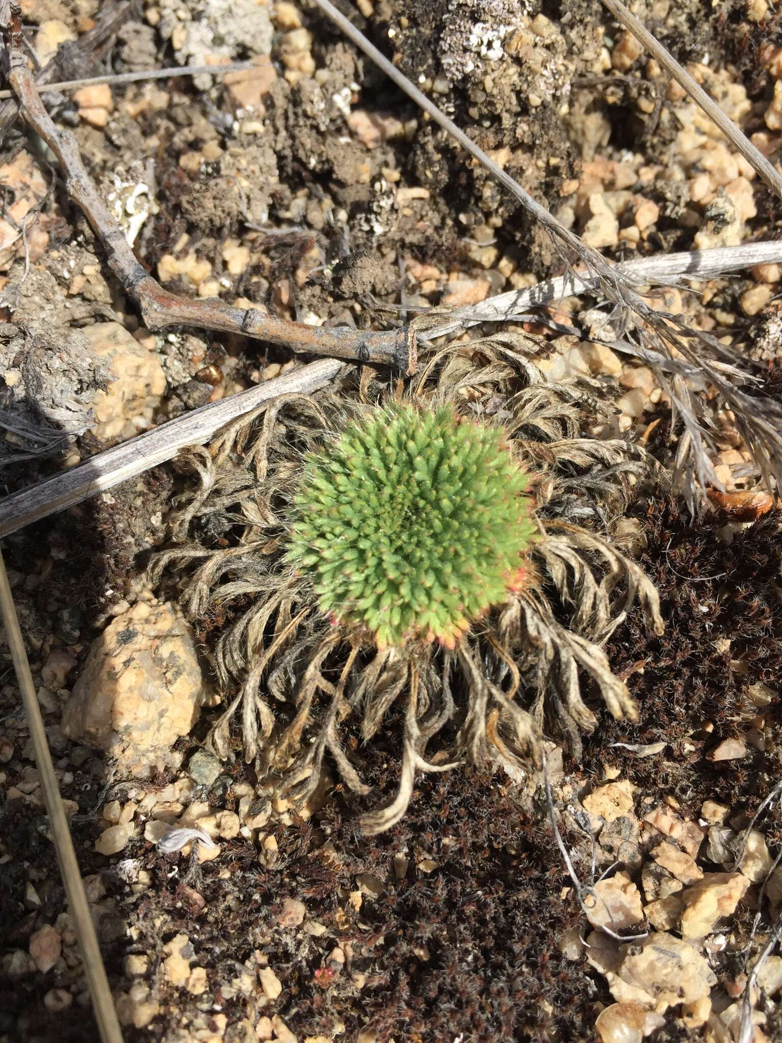 Imagem de Chamaerhodos erecta (L.) Bunge