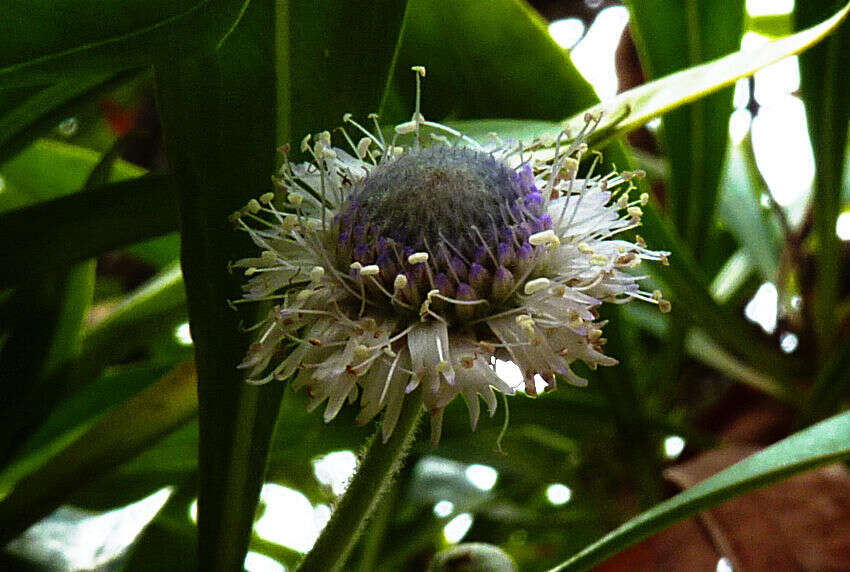 Image of Globularia amygdalifolia Webb