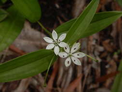 Image of Schelhammera multiflora R. Br.