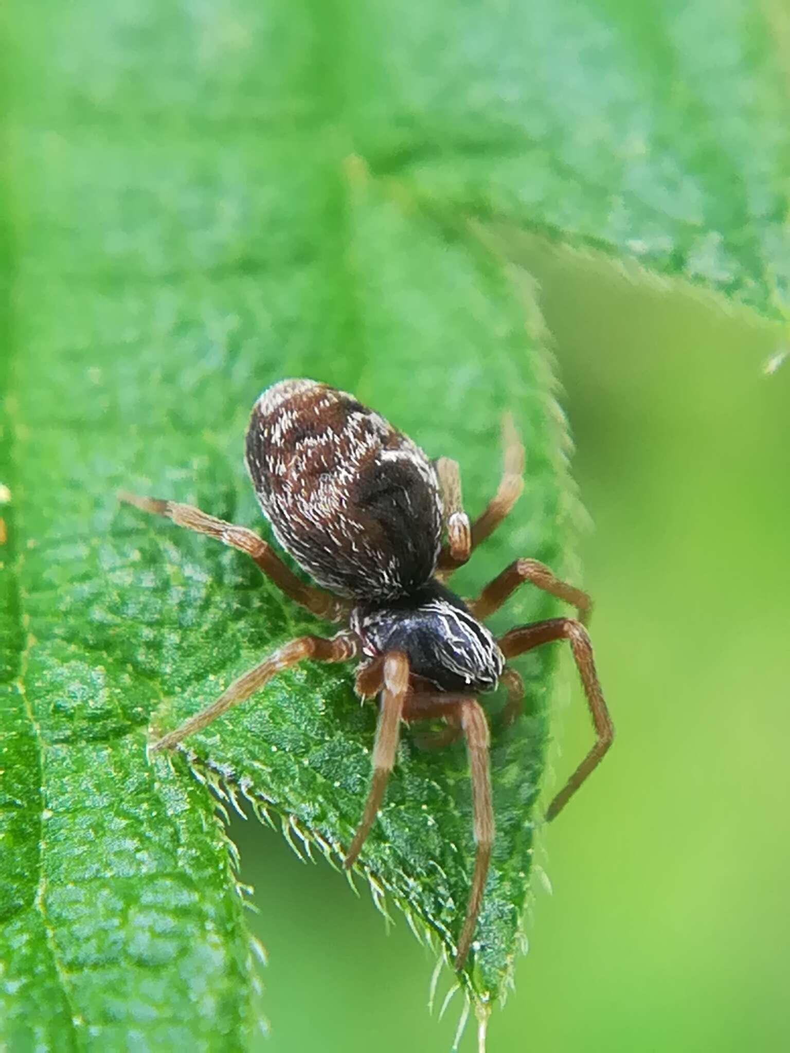 Image of Dictyna uncinata Thorell 1856