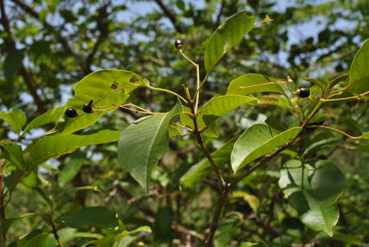 Imagem de Vitex divaricata Sw.