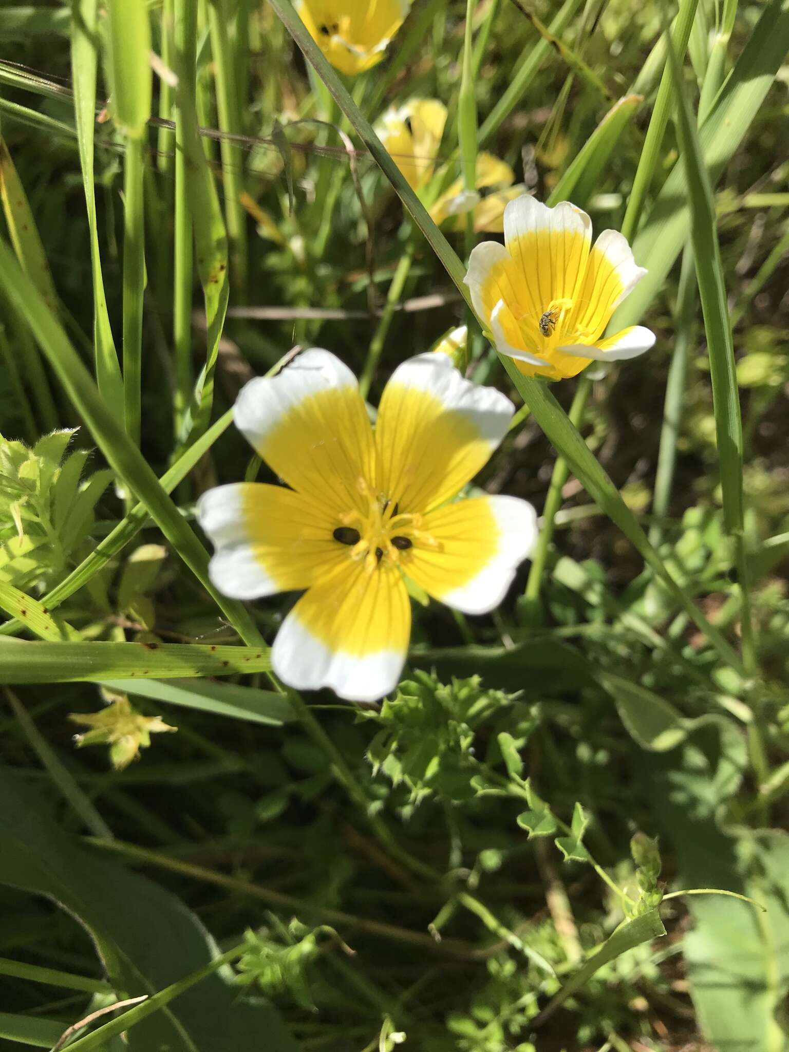 Image of Douglas' Meadowfoam