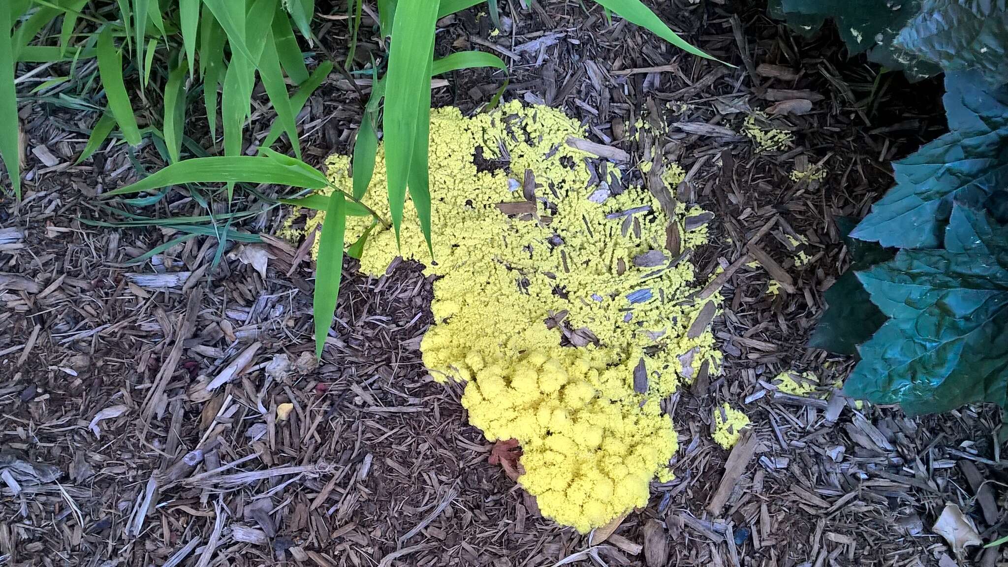 Image of Dog vomit slime mold