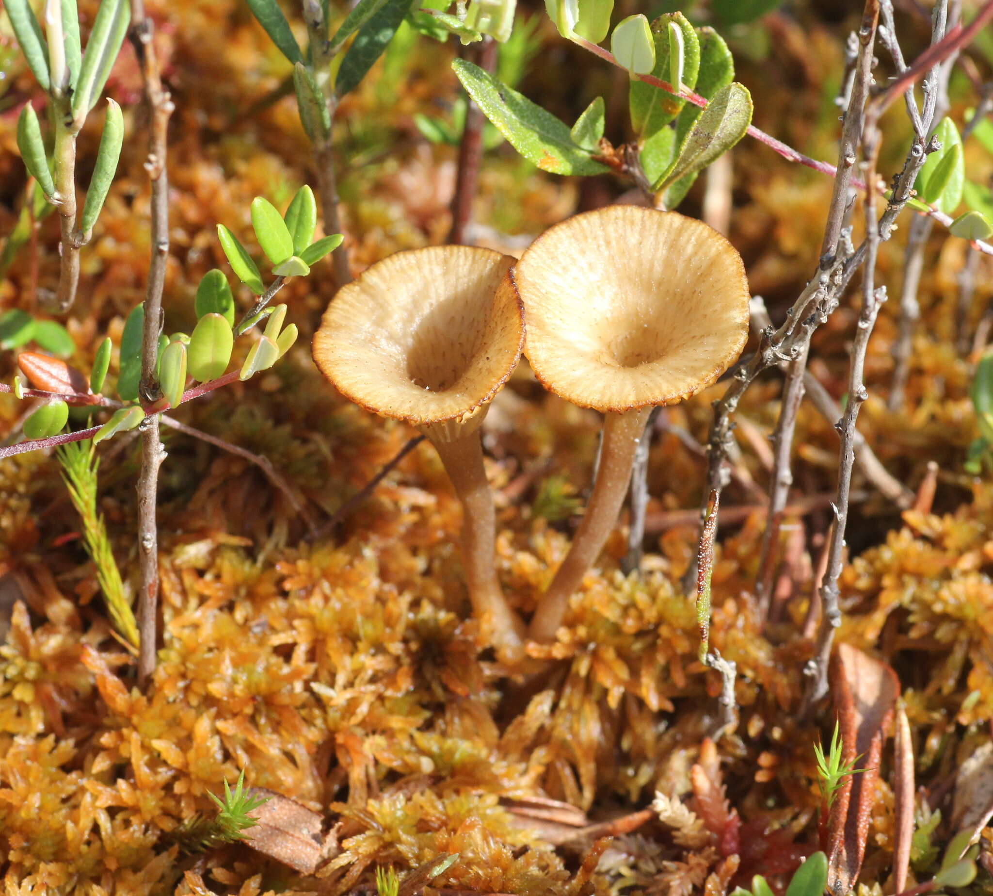 Image of Arrhenia sphagnicola (Berk.) Redhead, Lutzoni, Moncalvo & Vilgalys 2002