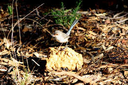 Image of Splendid Fairywren