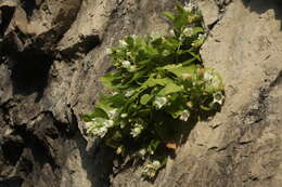 Image of Campanula pendula M. Bieb.