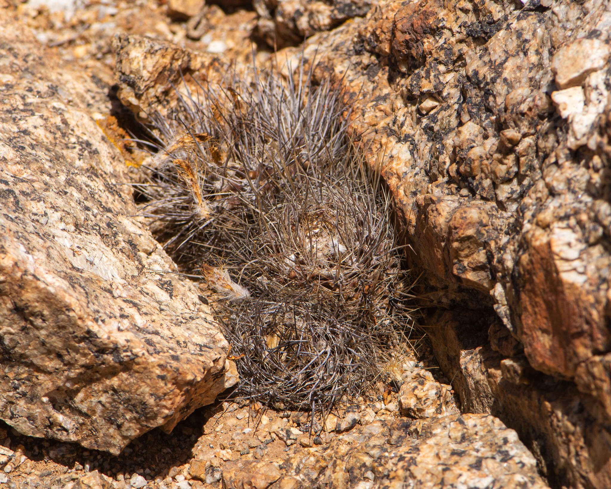 Image of Eriosyce taltalensis (Hutchison) Katt.