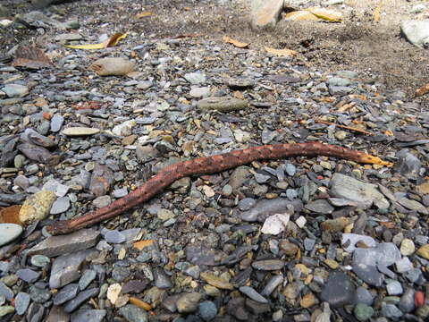 Image of Trachyboa Peters 1860