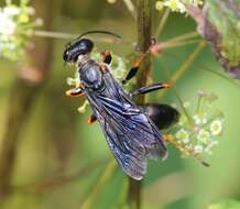 Image of Katydid Wasp