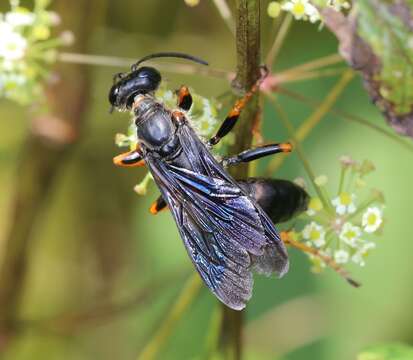 Image of Katydid Wasp