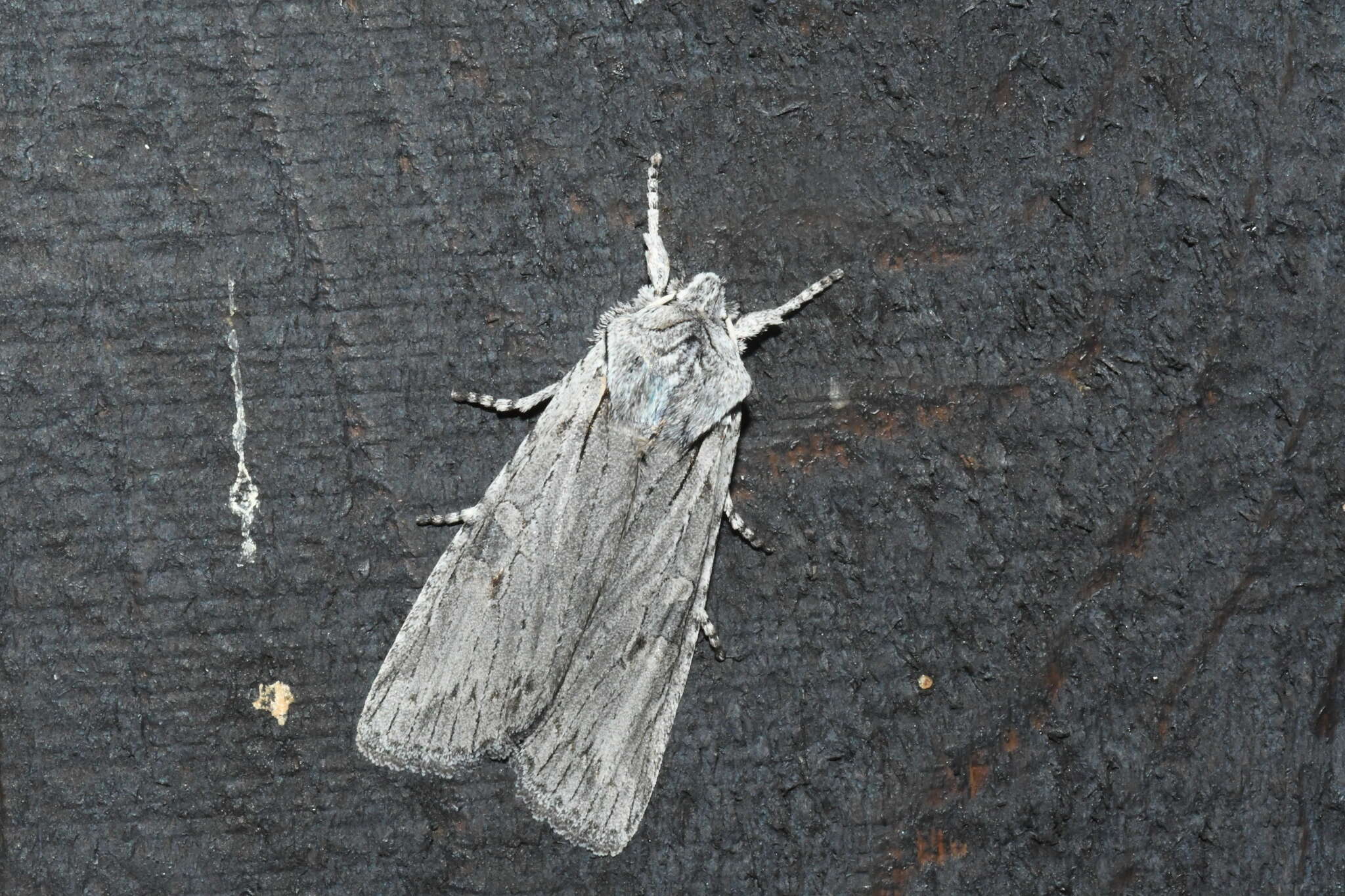 Image of Large Grey Pinion, Green Fruitworm