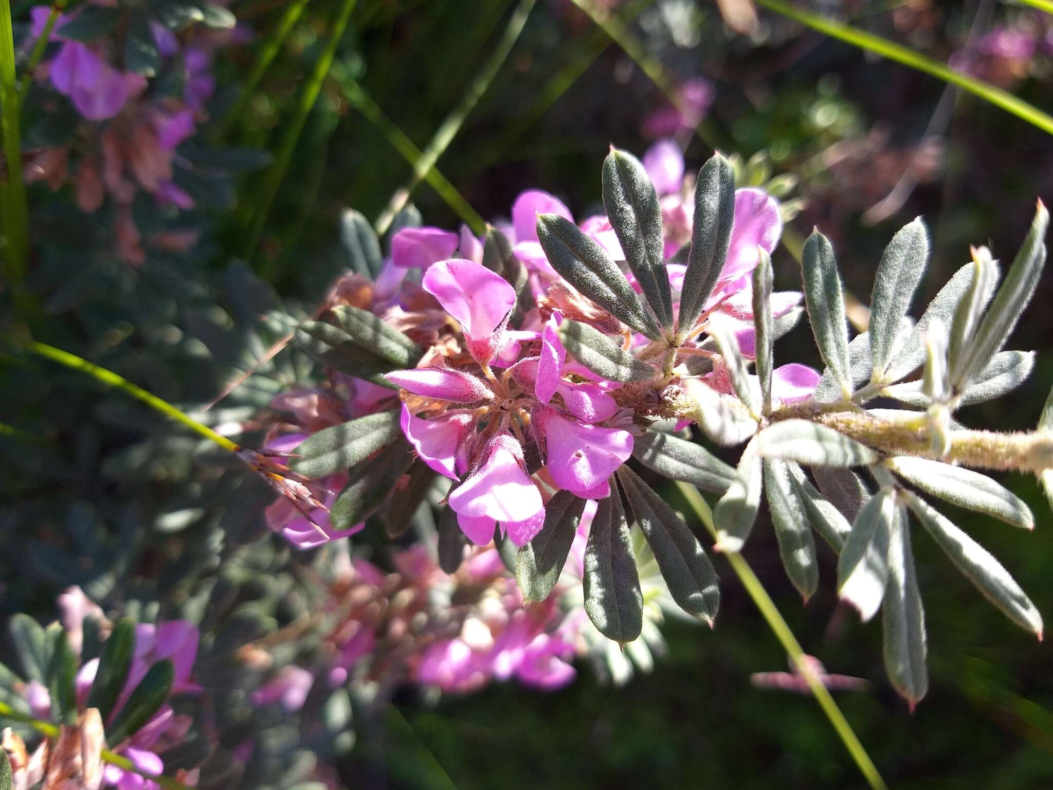 Indigofera hispida Eckl. & Zeyh.的圖片