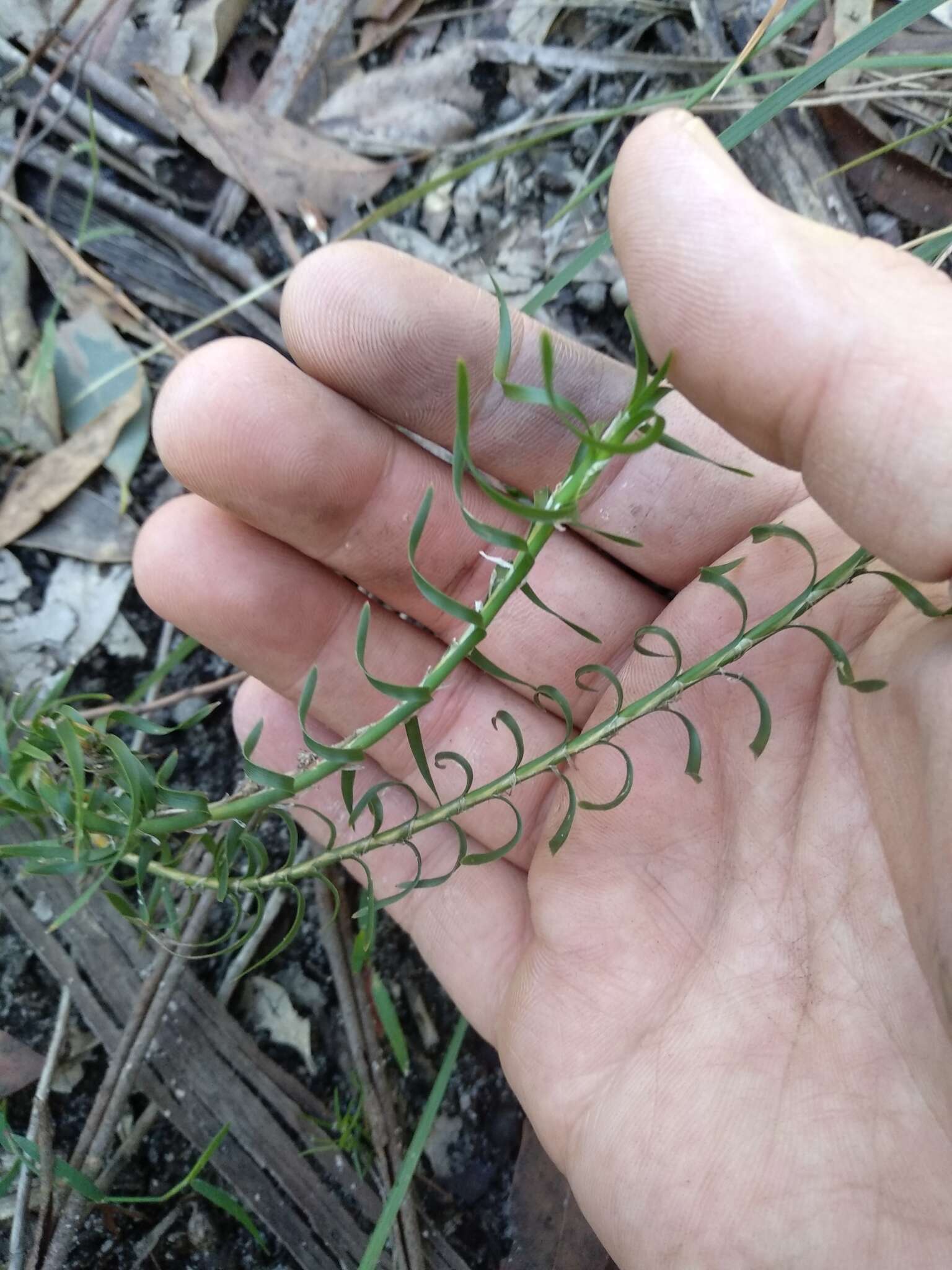 Image de Lomandra obliqua (Thunb.) J. F. Macbr.