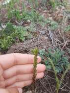 Image of slender Russian thistle