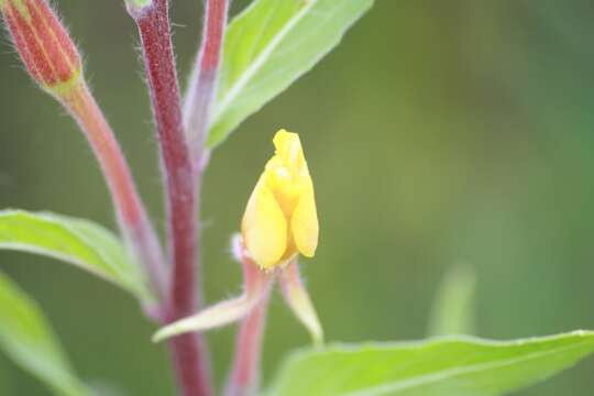 Oenothera coloratissima Hudziok的圖片