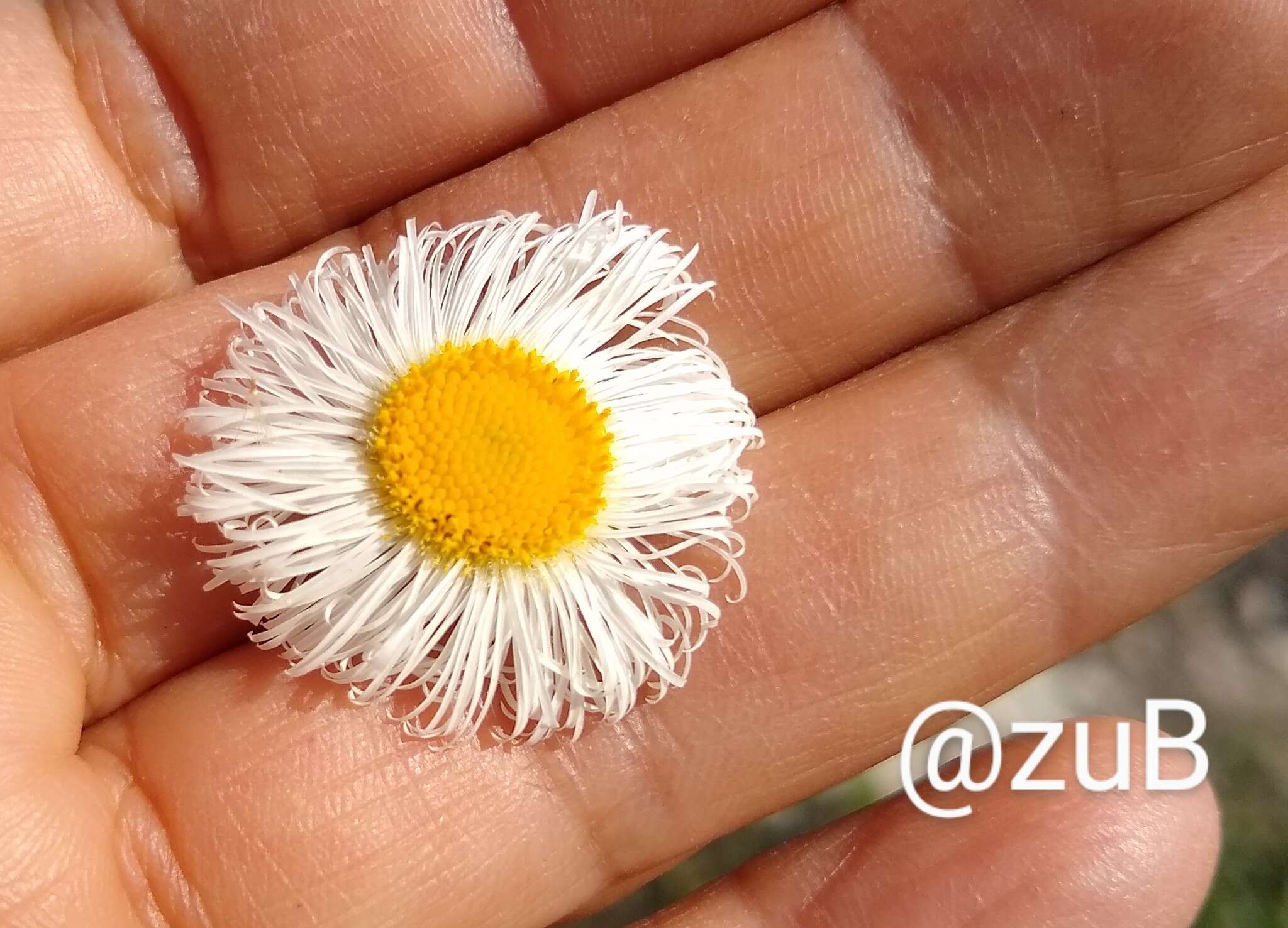 Image of Erigeron longipes DC.