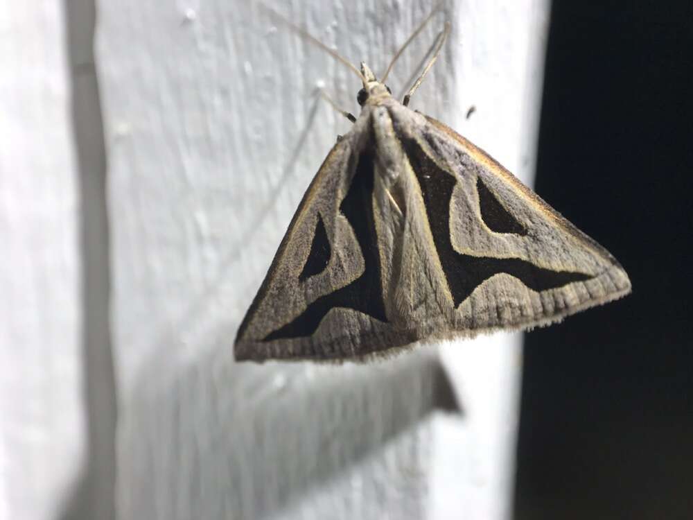 Sivun Dichromodes personalis Felder 1875 kuva