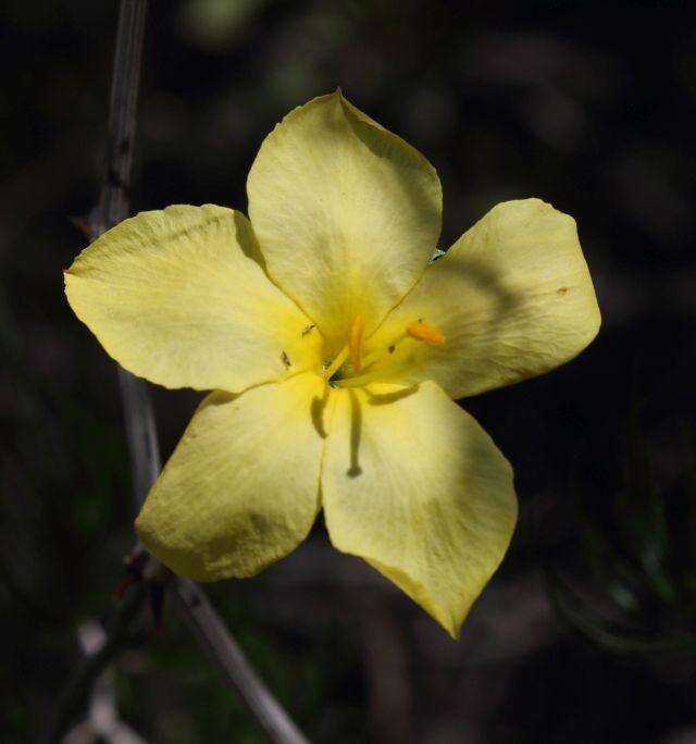 Image of Menodora juncea Harv.