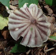 Image of Marasmius bekolacongoli Beeli 1928