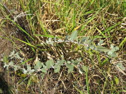 Image de Sabicea brasiliensis Wernham