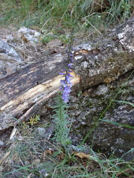 Image de Anarrhinum bellidifolium (L.) Willd.