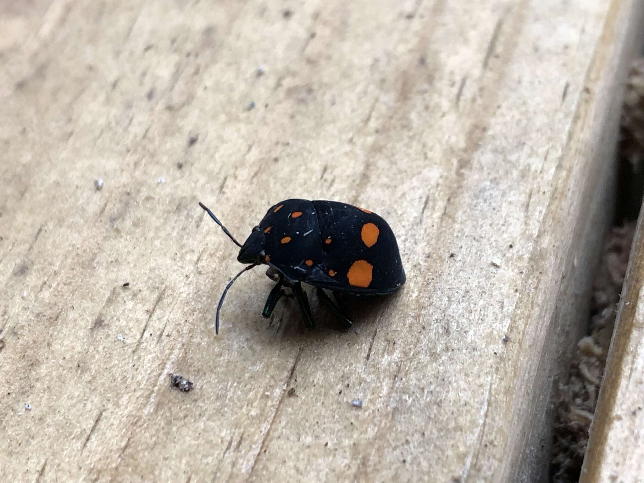 Image of Pachycoris fabricii (Burmeister 1835)