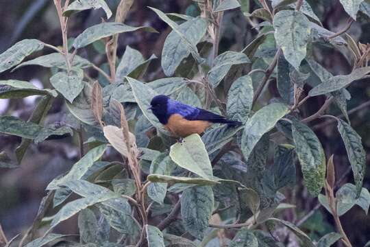 Image of Blue-backed Conebill