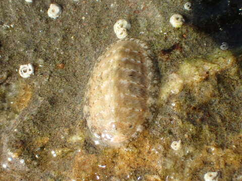 Image of keep's chiton