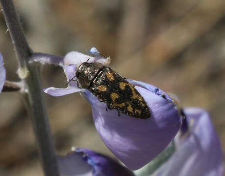 Image de Acmaeodera lupinae Nelson 1996