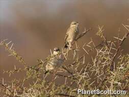 Image of Donaldson Smith's Sparrow-Weaver