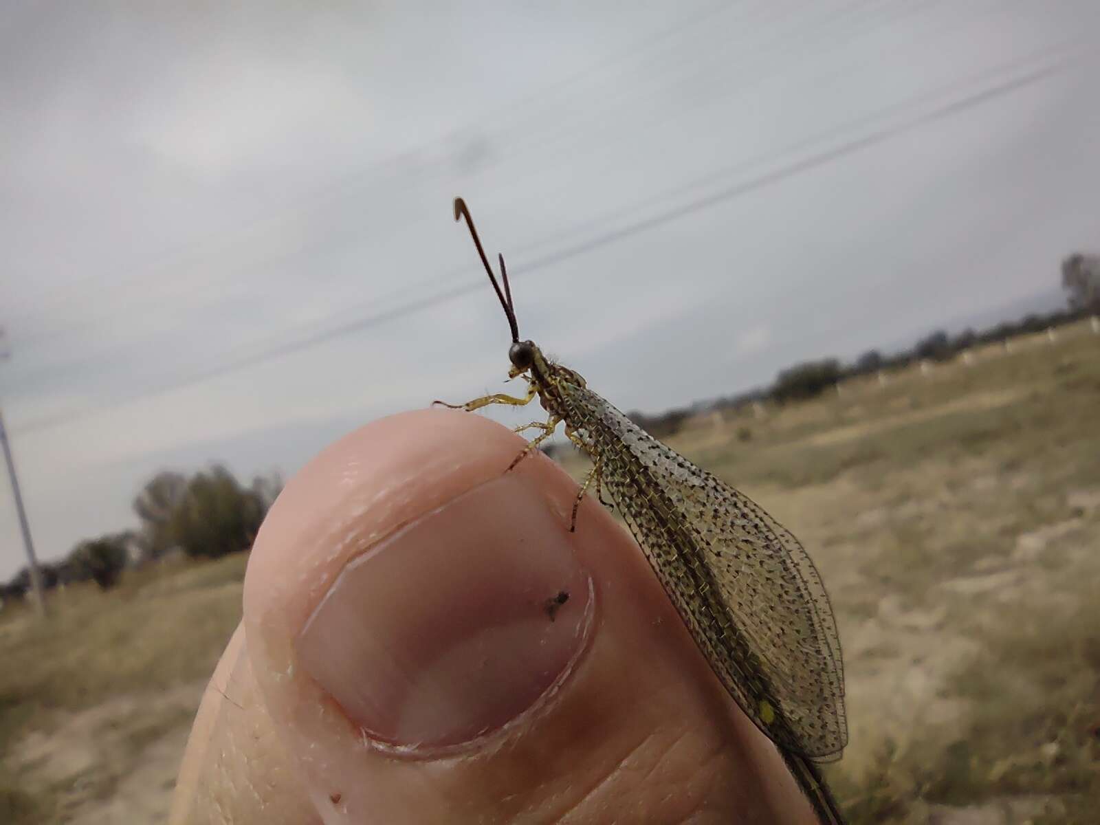 Слика од Brachynemurus versutus (Walker 1853)