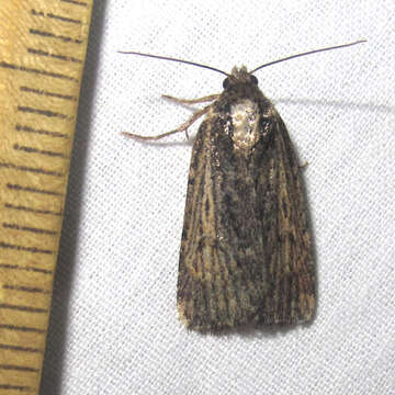 Слика од Abagrotis nanalis Grote 1881