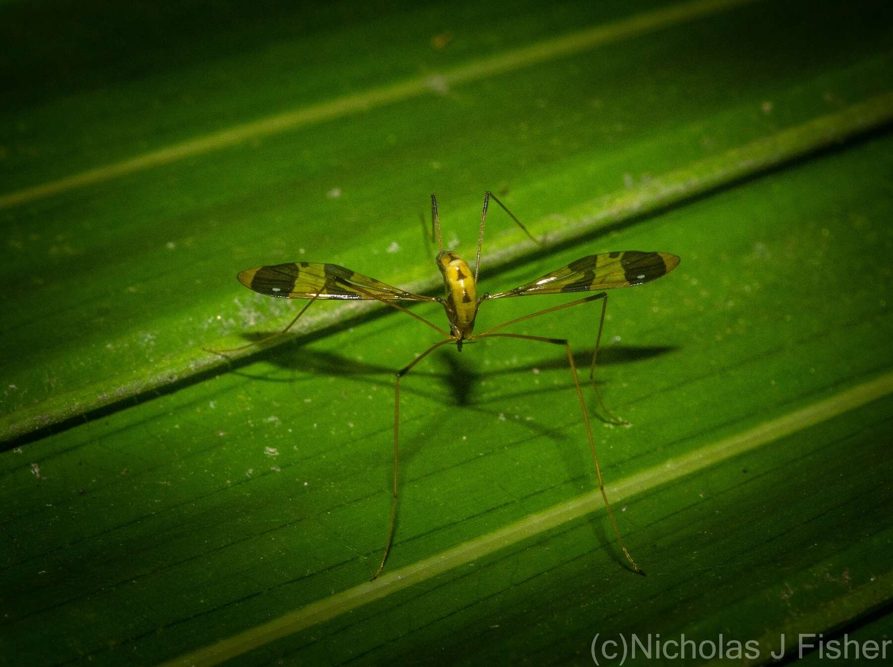 Image of Dapanoptera richmondiana Skuse 1896