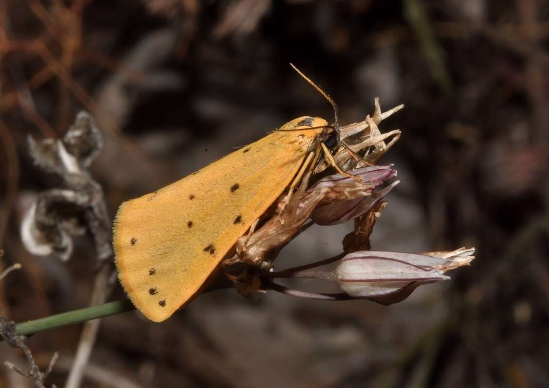 Imagem de Setina irrorella Linnaeus 1758