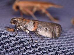 Image of Acrobasis comptella Ragonot 1887