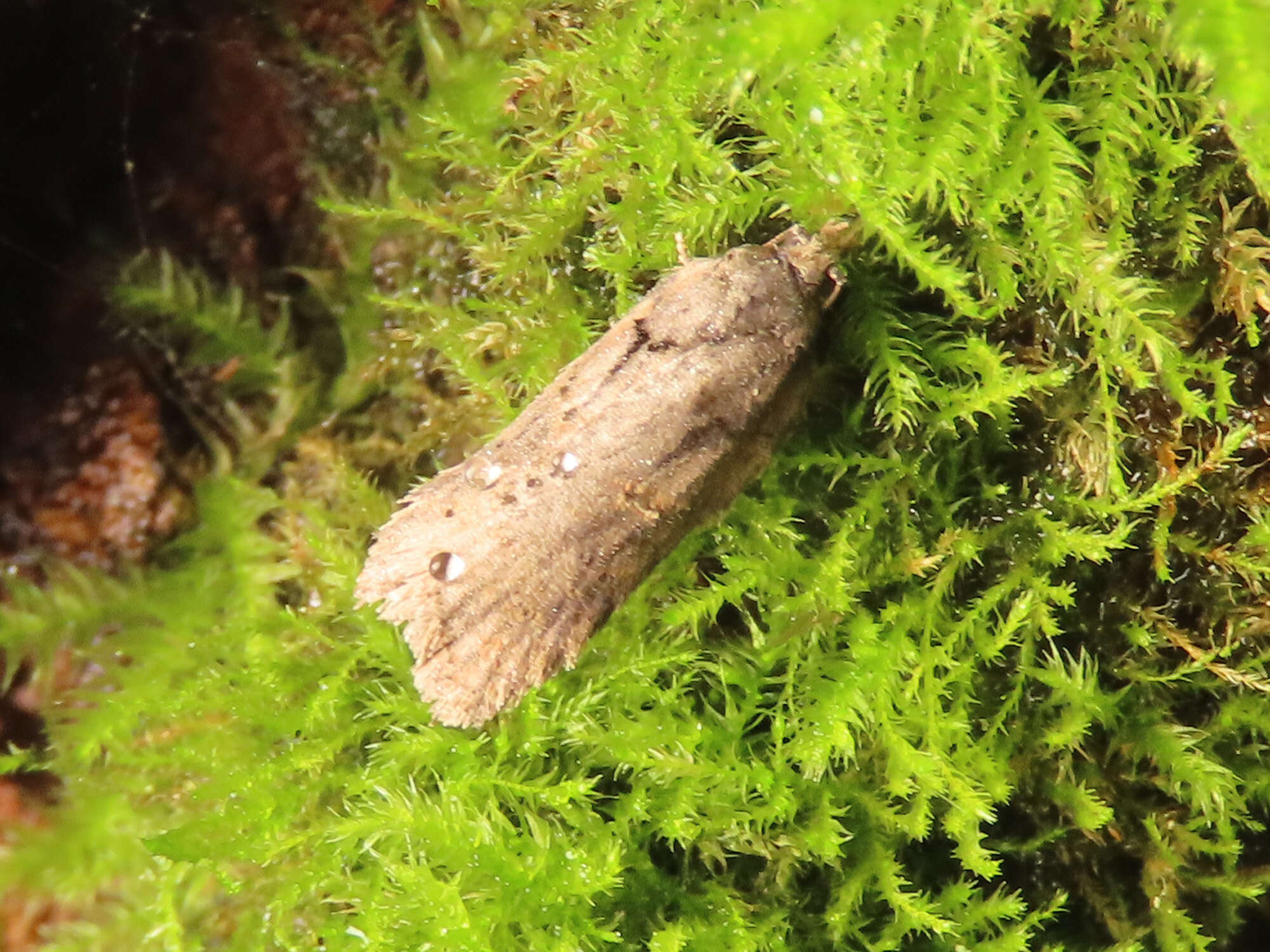 Image of Acleris abietana Hübner 1823