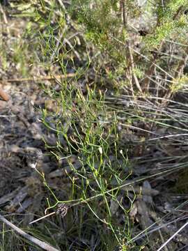 Image of Corynotheca micrantha (Lindl.) Druce
