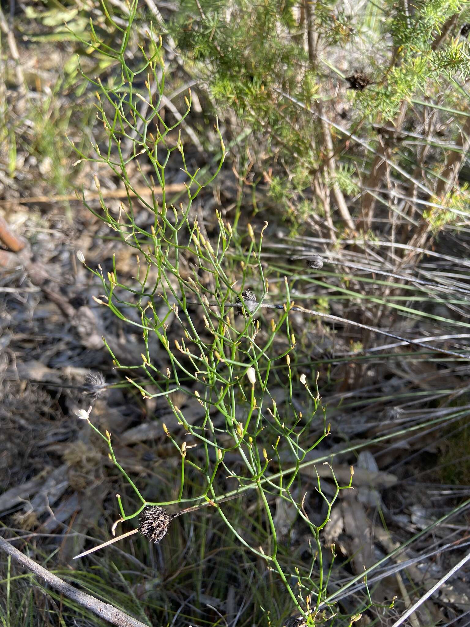 Sivun Corynotheca micrantha (Lindl.) Druce kuva