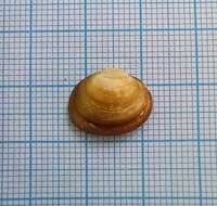 Image of Nut Orb Mussel