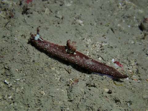 Image de Nembrotha livingstonei Allan 1933