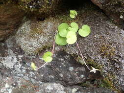 Image of Viola crassa (Makino) Makino